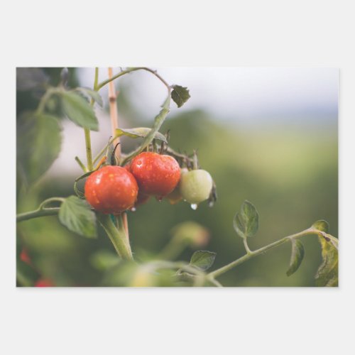 wet tomatoes on the vine wrapping paper sheets