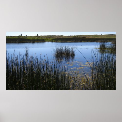 WETLAND POND in SUMMER Poster