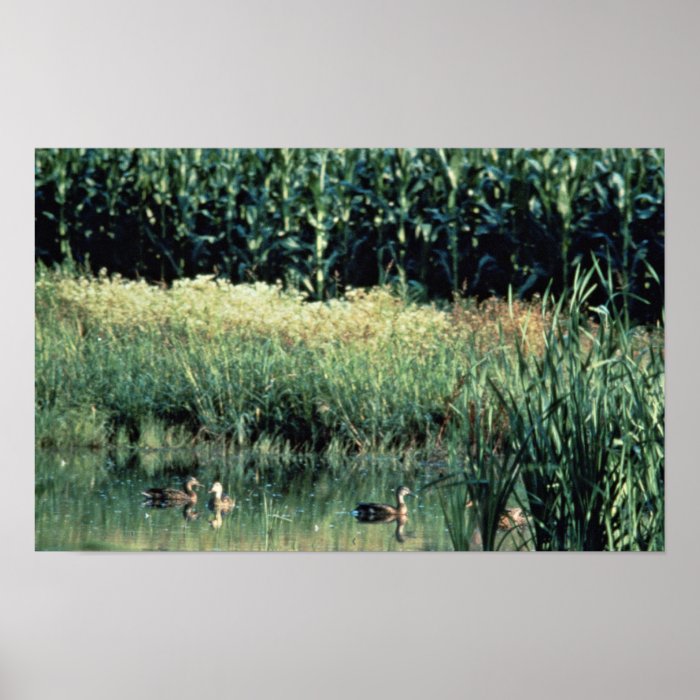 Wetland, Pothole Poster