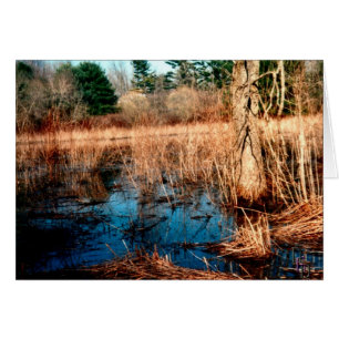 Wetlands Cards