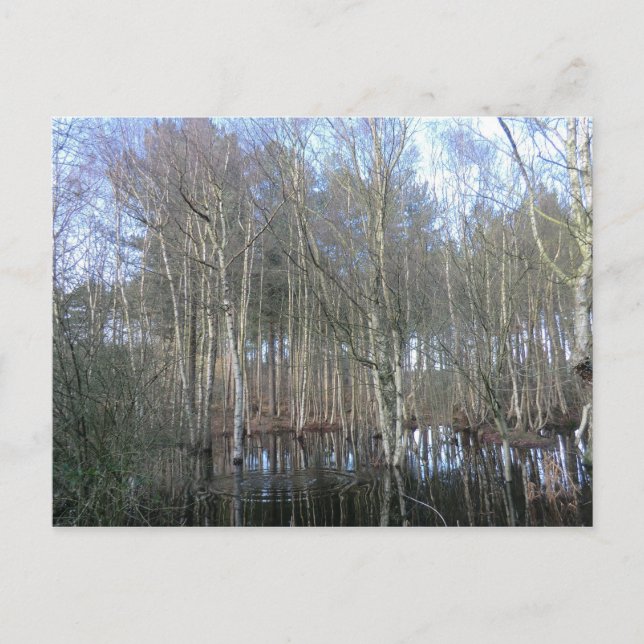 Wetlands in Delamere Forest Postcard (Front)