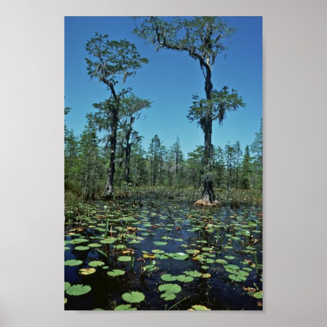Wetlands, Okefenokee National Wildlife Refuge Poster (Front)