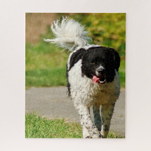 Wetterhoun Dog Jigsaws Jigsaw Puzzle