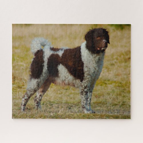 Wetterhoun Dog Jigsaws Jigsaw Puzzle