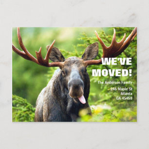 We've Moved Colorful Moose Moving Announcement Postcard