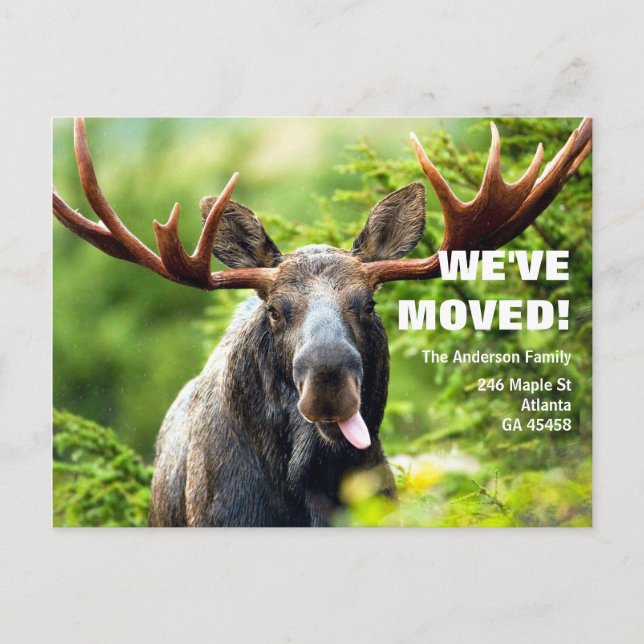 We've Moved | Colorful Moose Moving Announcement Postcard (Front)