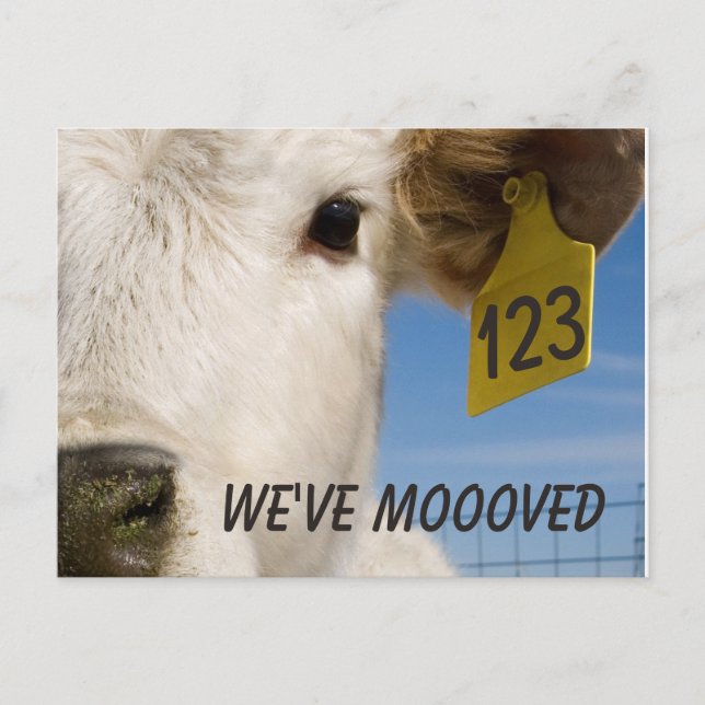 We've Moved Cow Tag Postcard (Front)