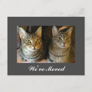 We've Moved New Home Cats Photo Moving Gray Announcement Postcard