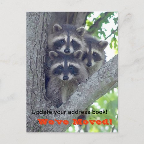 Weve Moved Postcard Raccoons in tree