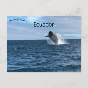 Whale Breaching in Galapagos Santa Cruz Ecuador Postcard