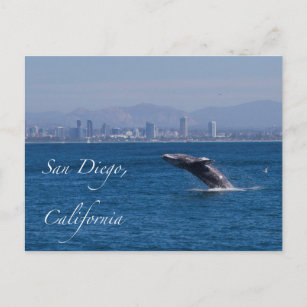 Whale Breaching in San Diego Postcard