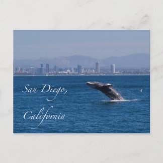 Whale Breaching in San Diego Postcard