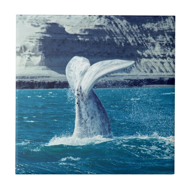 Whale calf tail - Argentina Ceramic Tile (Front)