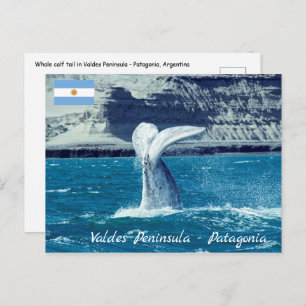 Whale calf tail - Argentina Postcard