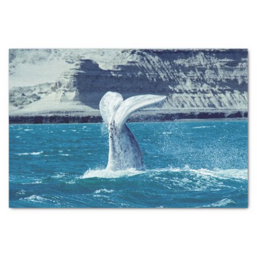 Whale calf tail _ Argentina Postcard Tissue Paper