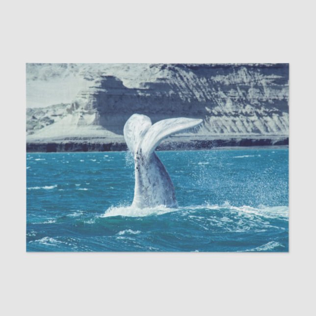Whale calf tail - Argentina Postcard Tissue Paper (Front)
