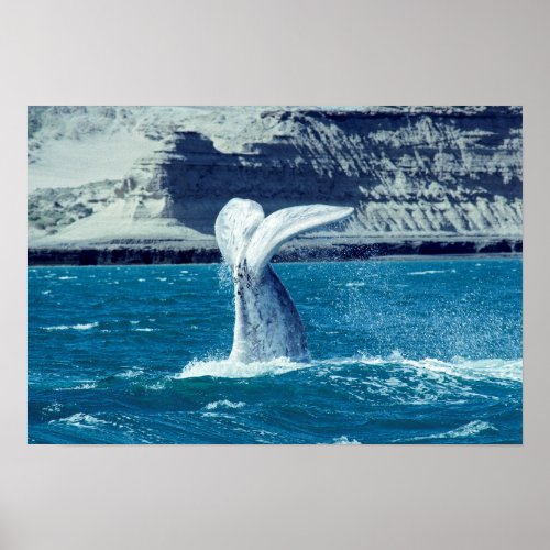 Whale calf tail _ Argentina Poster