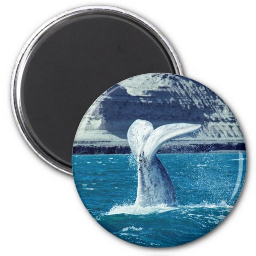 Whale calf tail magnet