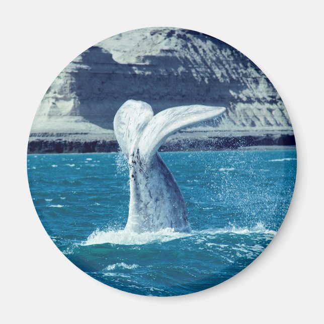 Whale calf tail magnet (Front)