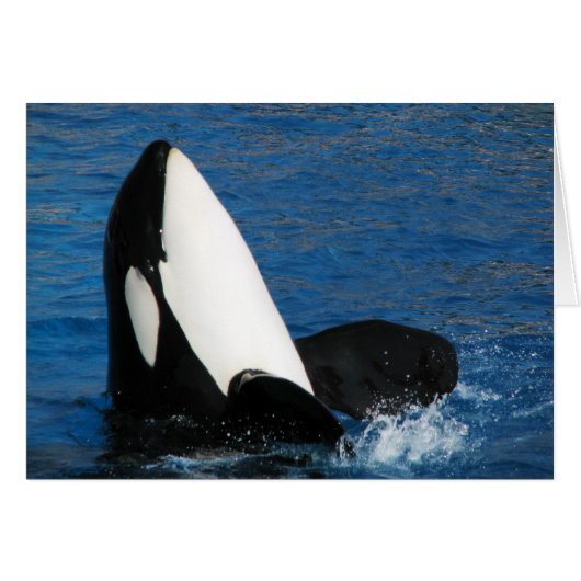 whale cards (Front Horizontal)