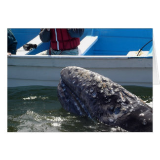 Whale Cards
