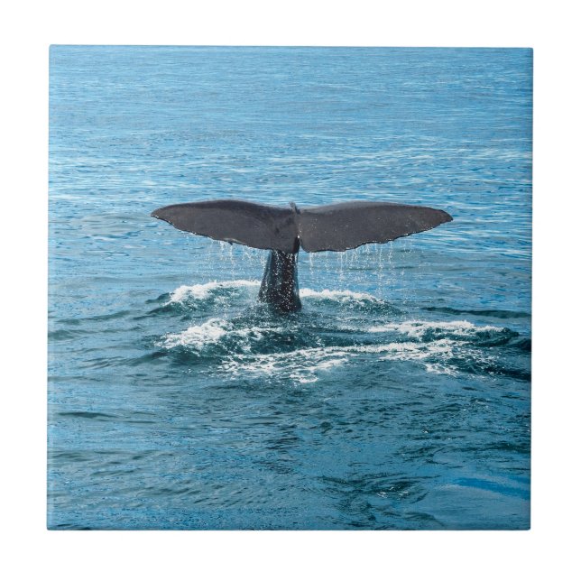 Whale fin tile (Front)