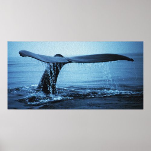 Whale Fluke Poster