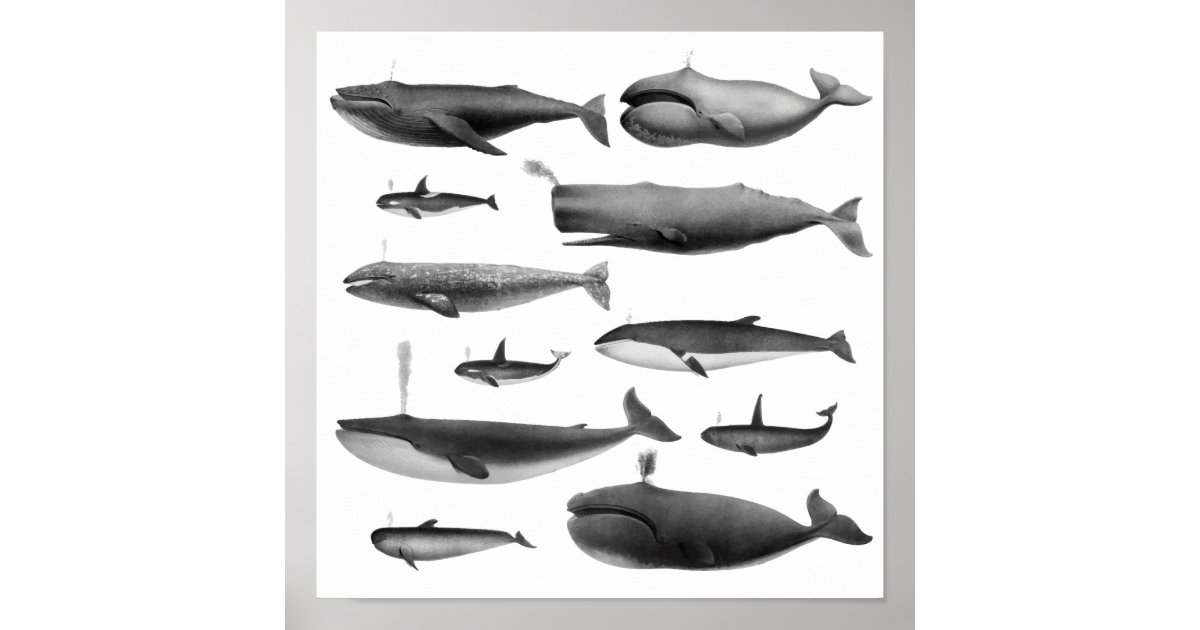 Whale Illustration Poster | Zazzle