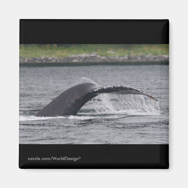 Whale Magnet (Front)