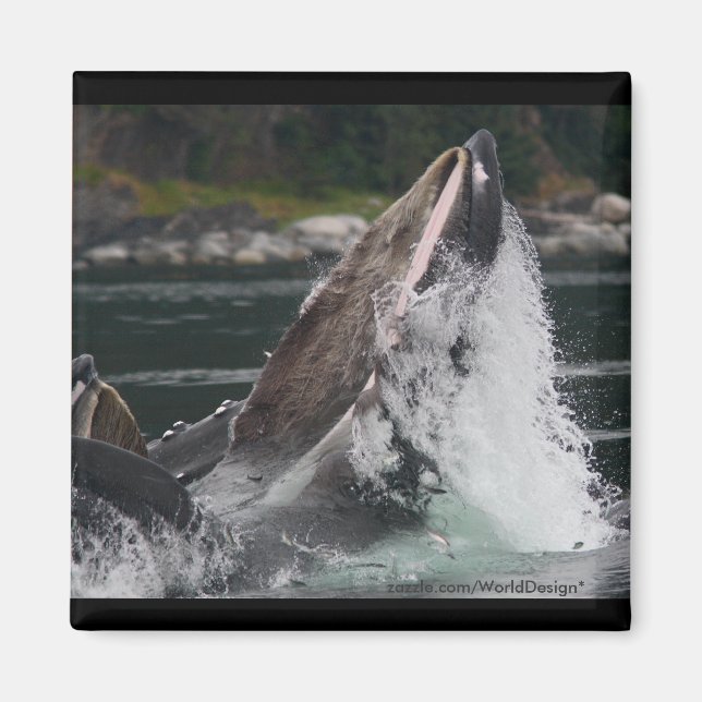 Whale Magnet (Front)