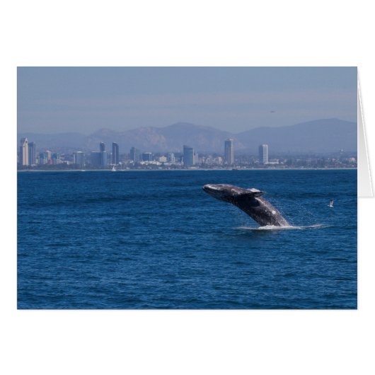 Whale of a time cards (Front Horizontal)