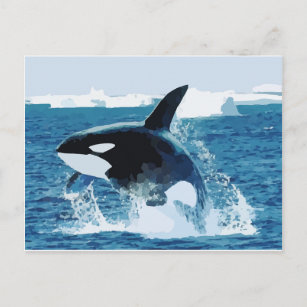 Whale Orca  Water Animal Sea Ocean Fish Peace Love Postcard