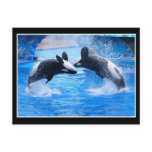 Whale Photo Postcard