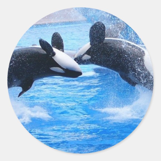 Whale Photo Sticker (Front)