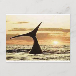 whale postcard