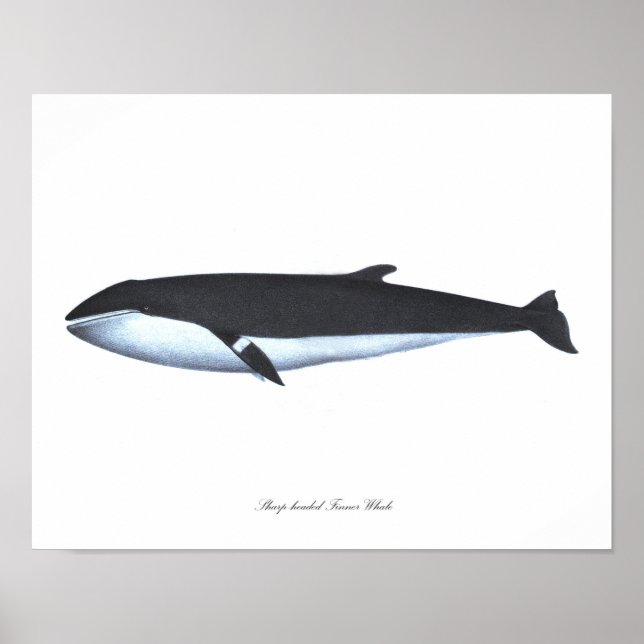 Whale poster print #16 Nautical Home Decor Art. (Front)