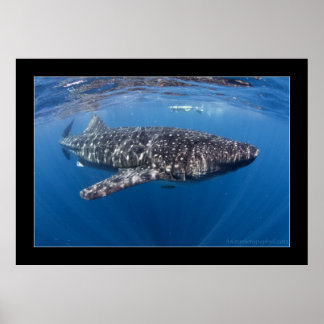 Whale shark #5 poster