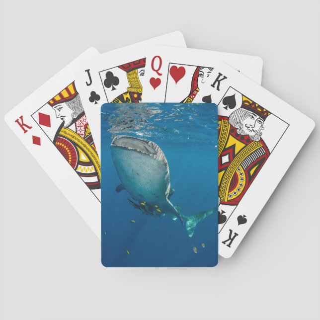 Whale Shark and Fish Poker Cards (Back)