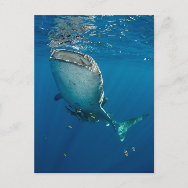 Whale Shark and Fish Postcard (Front)
