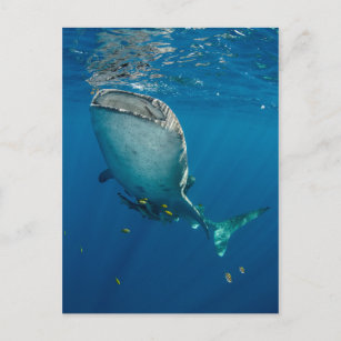 Whale Shark and Fish Postcard