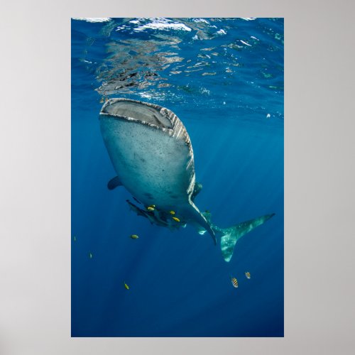 Whale Shark and Fish Poster