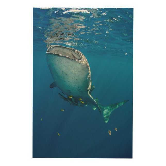 Whale Shark and Fish Wood Wall Art (Front)