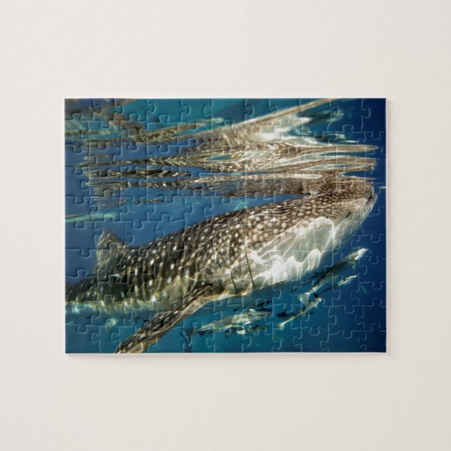 Whale shark and remora fish jigsaw puzzle (Horizontal)