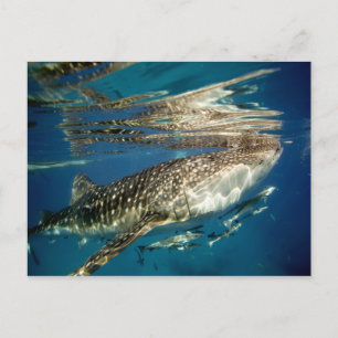 Whale shark and remora fish postcard