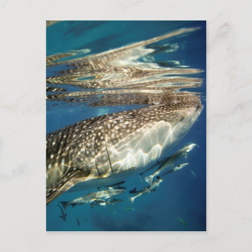 Whale shark and remora fish postcard