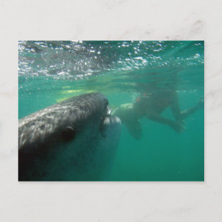 Whale Shark and Swimmer Postcard