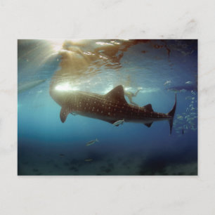 Whale shark feeding postcard