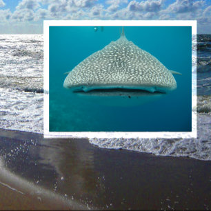 Whale Shark, Front View, Face Postcard