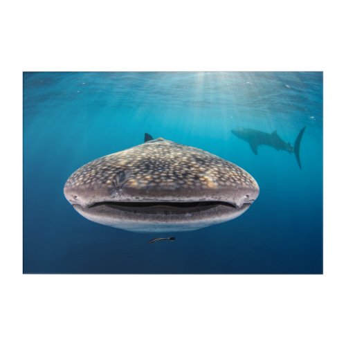 Whale Shark Front view Indonesia Acrylic Print