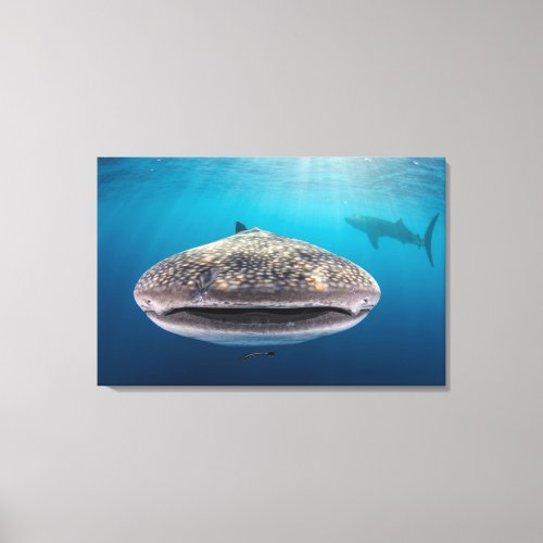 Whale Shark Front view Indonesia Canvas Print